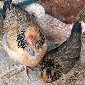 Meet your Posher, Julie